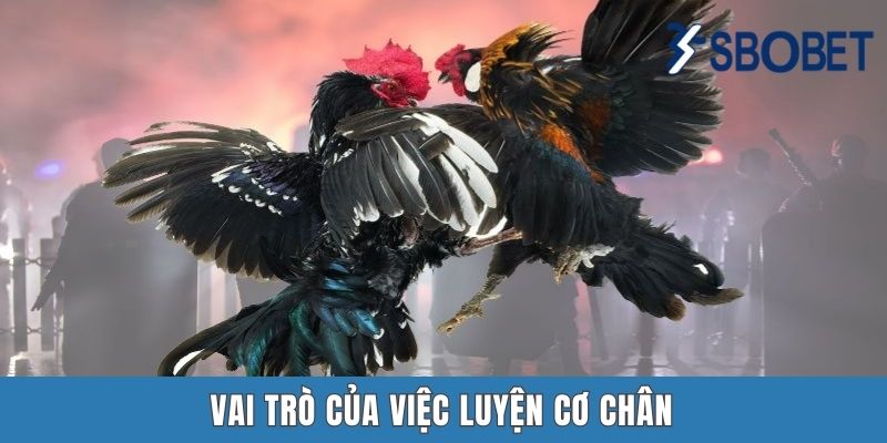 Vai trò của việc luyện cơ chân